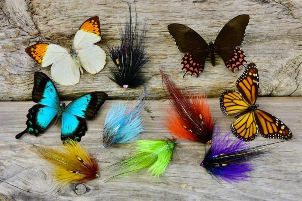 Frodin Butterfly series