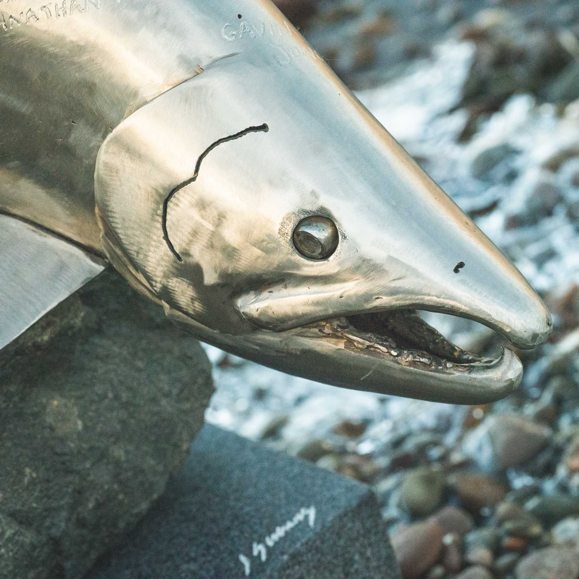 The Tweed Trophy - Fin & Game